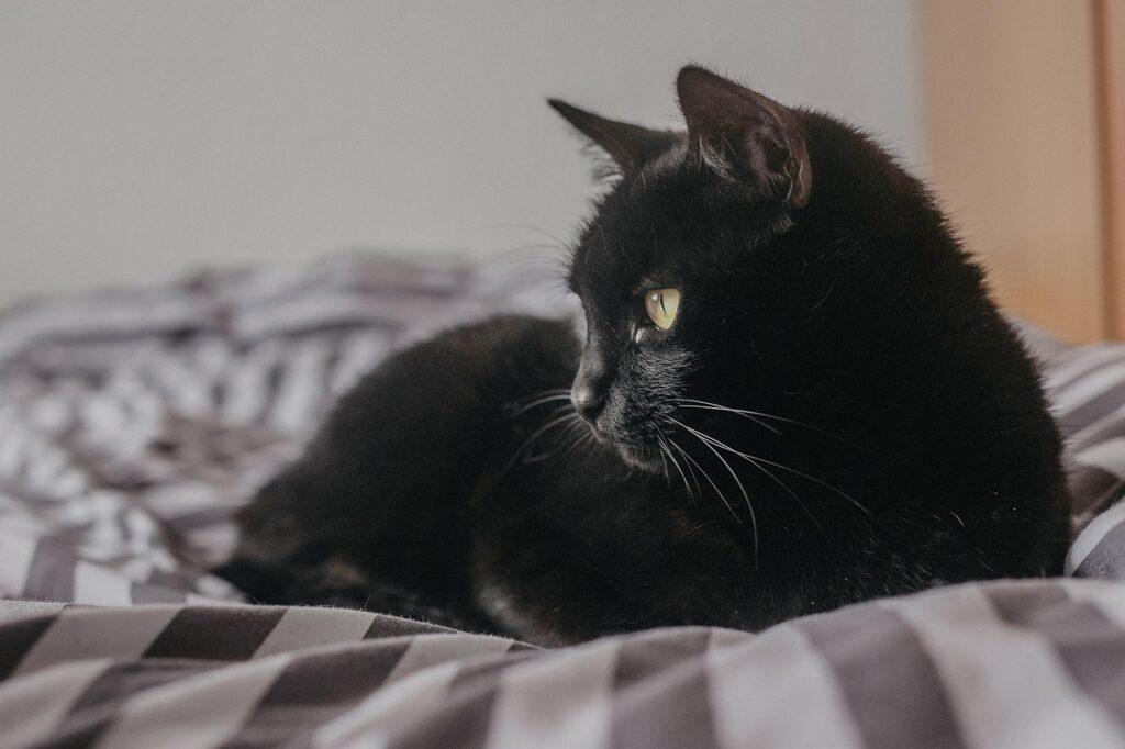 cat, kitten, pet, black cat, kitty, young cat, animal, nature, domestic cat, feline, mammal, cute, adorable, portrait