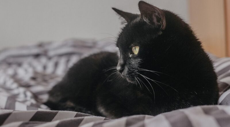 cat, kitten, pet, black cat, kitty, young cat, animal, nature, domestic cat, feline, mammal, cute, adorable, portrait